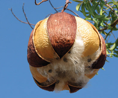 Kapok Bud hanging on a tree | TRIBE Yoga
